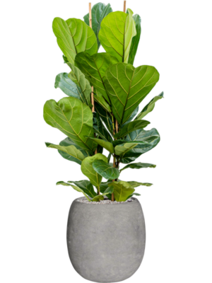 Ficus lyrata en Baq Polystone Coated Plain
