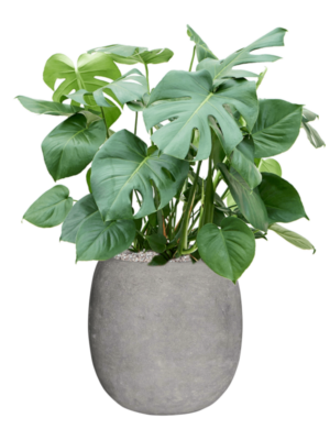 Monstera deliciosa en Baq Polystone Coated Plain