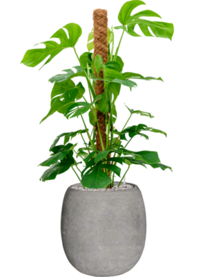Monstera deliciosa en Baq Polystone Coated Plain