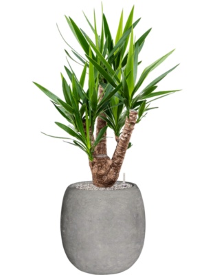 Yucca elephantipes en Baq Polystone Coated Plain