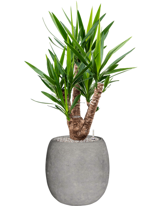 Yucca elephantipes en Baq Polystone Coated Plain