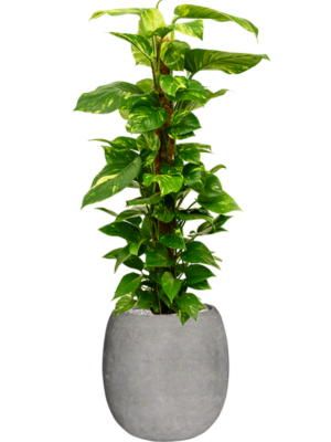 Scindapsus 'Aureum' en Baq Polystone Coated Plain
