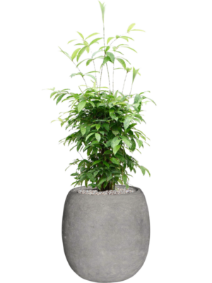 Dracaena surculosa (90-120) en Baq Polystone Coated Plain