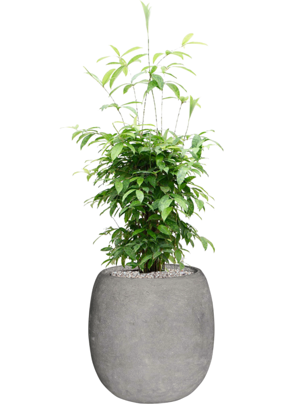 Dracaena surculosa (90-120) en Baq Polystone Coated Plain