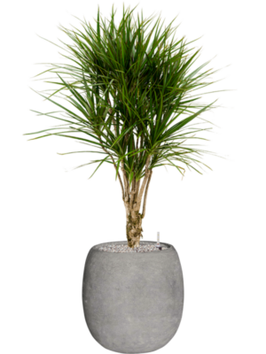 Dracaena marginata en Baq Polystone Coated Plain