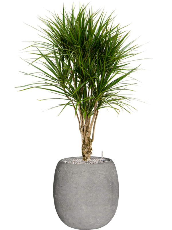 Dracaena marginata en Baq Polystone Coated Plain
