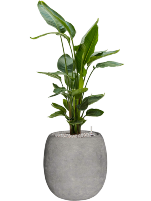 Strelitzia nicolai en Baq Polystone Coated Plain