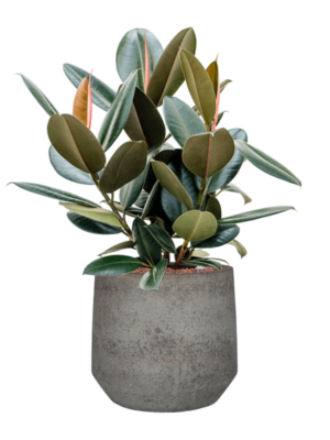 Ficus elastica 'Abidjan' en Cement & Stone