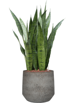 Sansevieria zeylanica en Cement & Stone