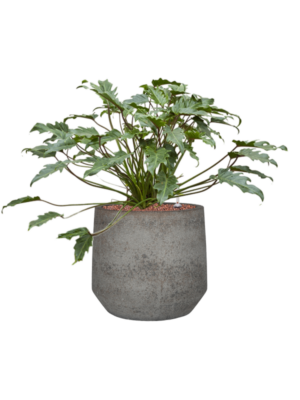 Philodendron 'Xanadu' en Cement & Stone