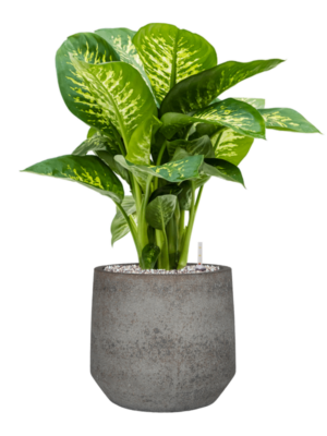 Dieffenbachia seguine 'Reeva' en Cement & Stone
