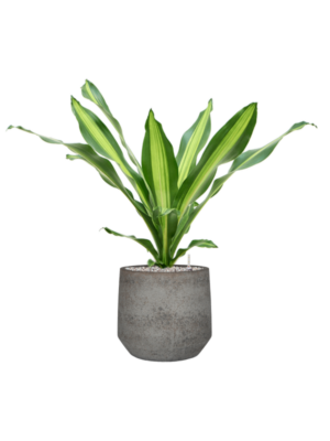 Dracaena fragrans 'Burley' en Cement & Stone