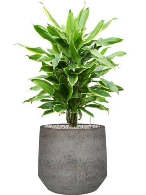 Dracaena fragrans 'Golden Coast' en Cement & Stone