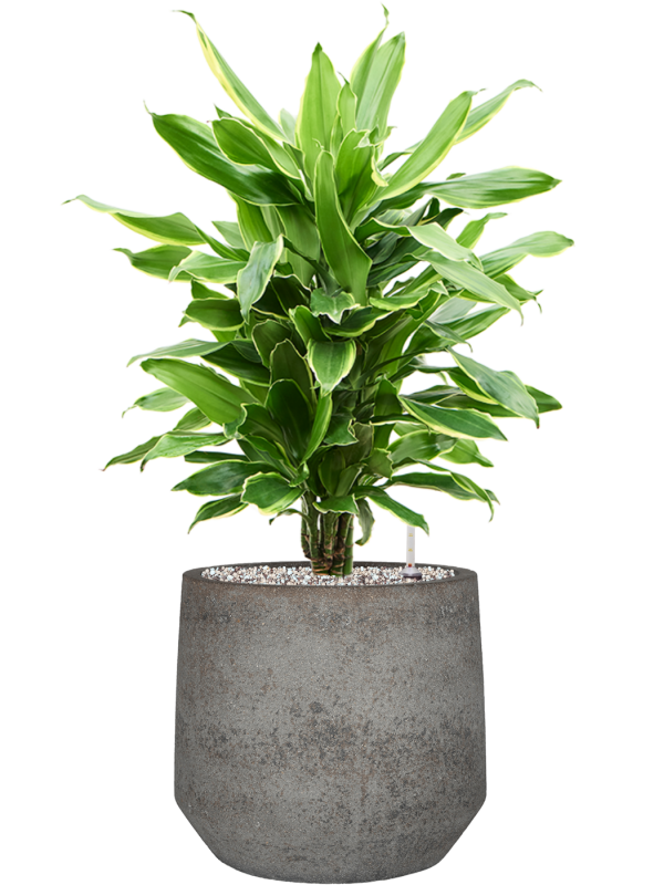 Dracaena fragrans 'Golden Coast' en Cement & Stone, Pottery Pots