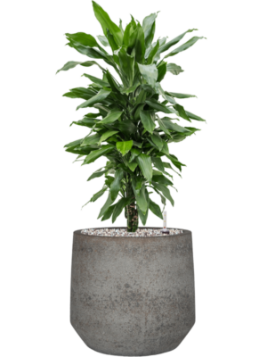 Dracaena fragrans 'Janet Lind' en Cement & Stone