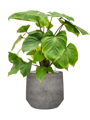 Homalomena rubescens 'Maggy en Cement & Stone