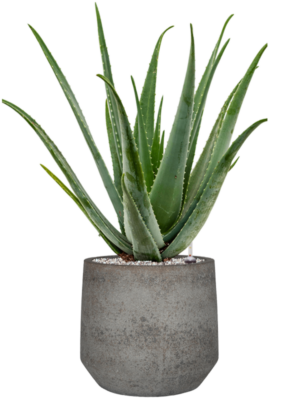Aloe vera barbadensis en Cement & Stone