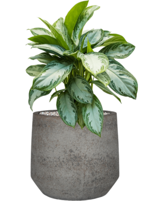 Aglaonema 'Silver Bay' en Cement & Stone