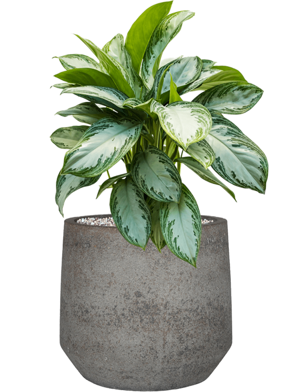 Aglaonema 'Silver Bay' en Cement & Stone, Pottery Pots