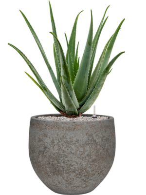Aloe vera barbadensis en Cement & Stone