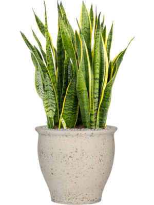 Sansevieria trifasciata 'Laurentii' en Mediterranean