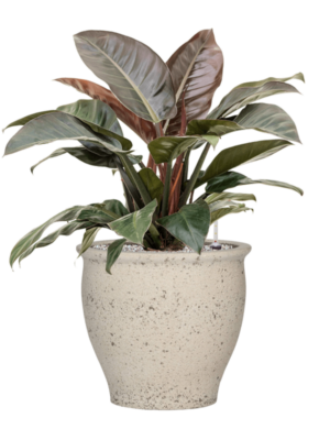 Philodendron `Imperial Red' en Mediterranean