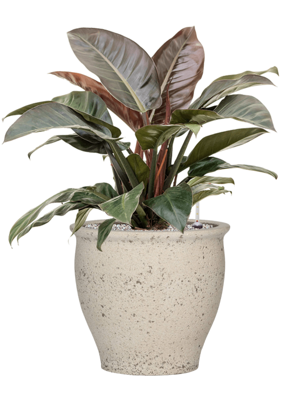 Philodendron `Imperial Red' en Mediterranean, Pottery Pots