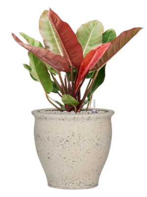 Philodendron 'Prince of Orange' en Mediterranean