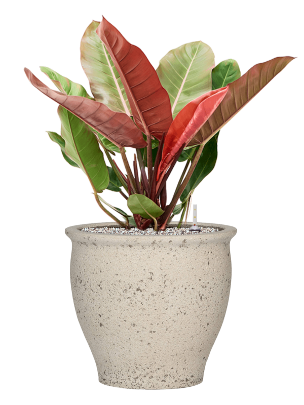 Philodendron 'Prince of Orange' en Mediterranean, Pottery Pots