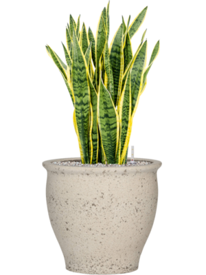 Sansevieria trifasciata 'Laurentii' en Mediterranean