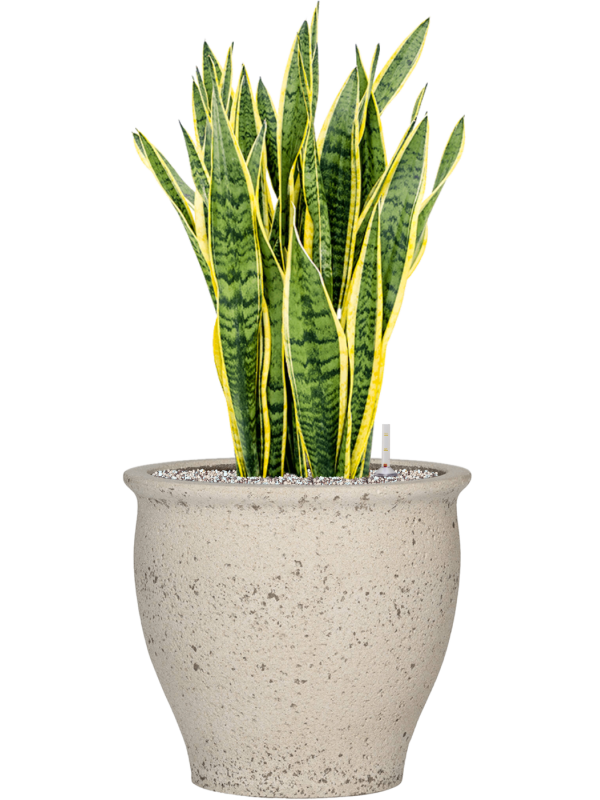 Sansevieria trifasciata 'Laurentii' en Mediterranean, Pottery Pots
