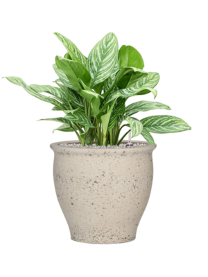 Aglaonema 'Stripes' en Mediterranean