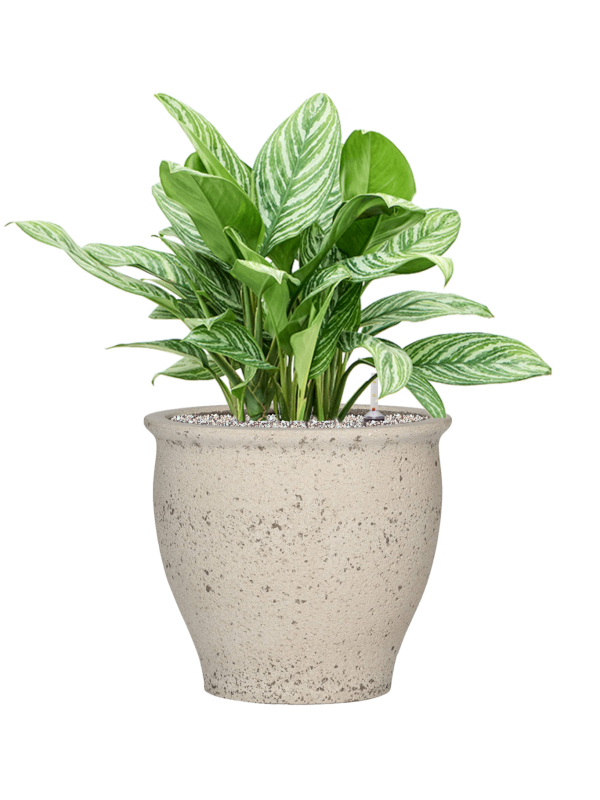 Aglaonema 'Stripes' en Mediterranean, Pottery Pots