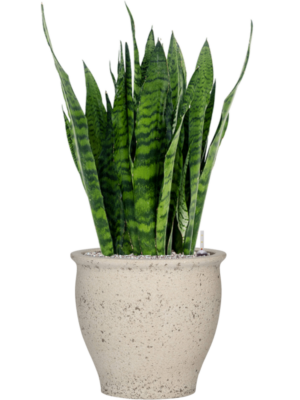 Sansevieria zeylanica en Mediterranean