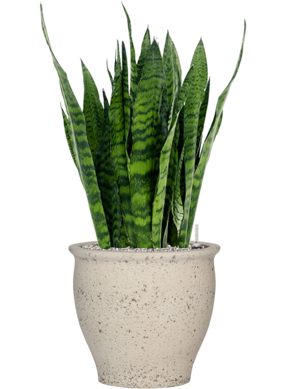 Sansevieria zeylanica en Mediterranean, Pottery Pots