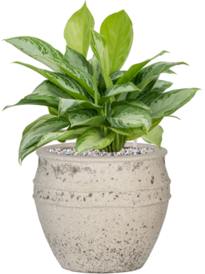 Aglaonema 'Silver Bay' en Mediterranean