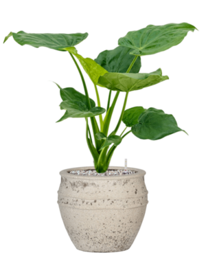 Alocasia cucullata en Mediterranean