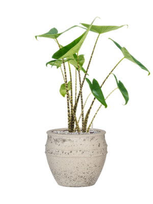 Alocasia zebrina en Mediterranean
