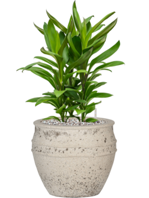 Cordyline fruticosa' Glauca' en Mediterranean