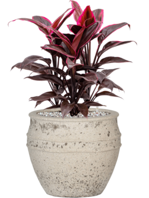Cordyline fruticosa 'Mambo' en Mediterranean