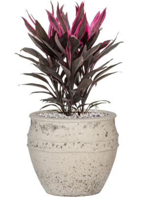 Cordyline fruticosa 'Tango' en Mediterranean