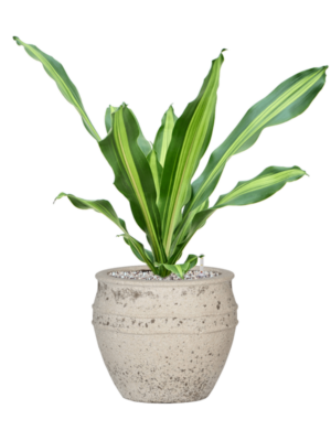 Dracaena fragrans 'Burley' en Mediterranean