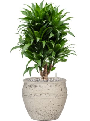Dracaena fragrans 'Compacta' en Mediterranean