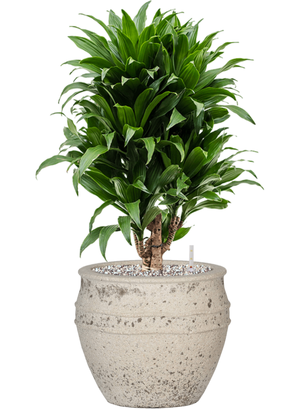 Dracaena fragrans 'Compacta' en Mediterranean, Pottery Pots