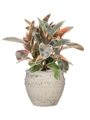 Ficus elastica 'Belize' en Mediterranean