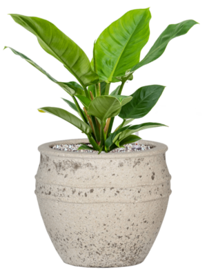 Philodendron 'Imperial Green' en Mediterranean