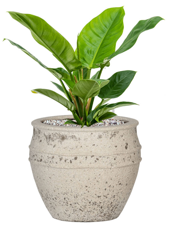 Philodendron 'Imperial Green' en Mediterranean, Pottery Pots