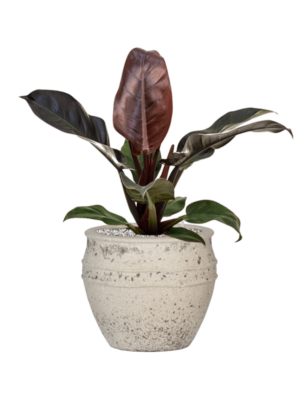 Philodendron `Imperial Red' en Mediterranean