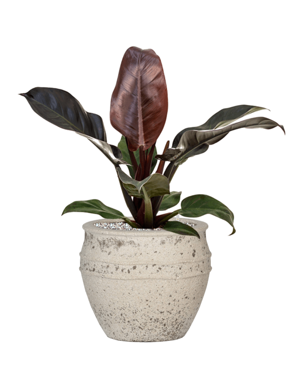 Philodendron `Imperial Red' en Mediterranean, Pottery Pots