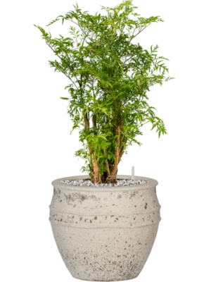 Aralia (Polyscias) 'Ming' en Mediterranean